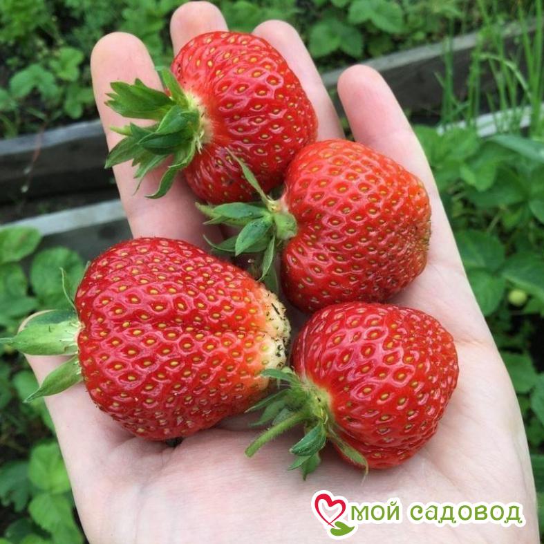 Клубника Кама (ранний сорт)