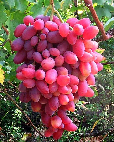 Виноград Юбилей Новочеркасска