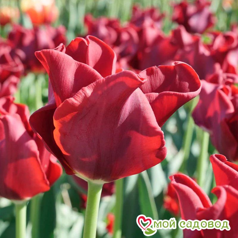 Тюльпан Триумф Ред Дресс