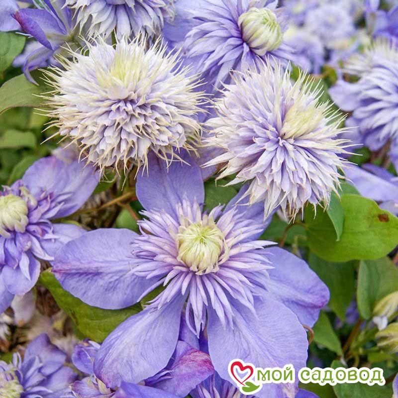 Клематис Блю Лайт ЗКС