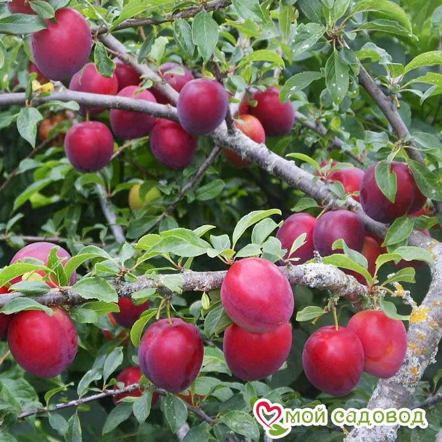 Алыча Найдена