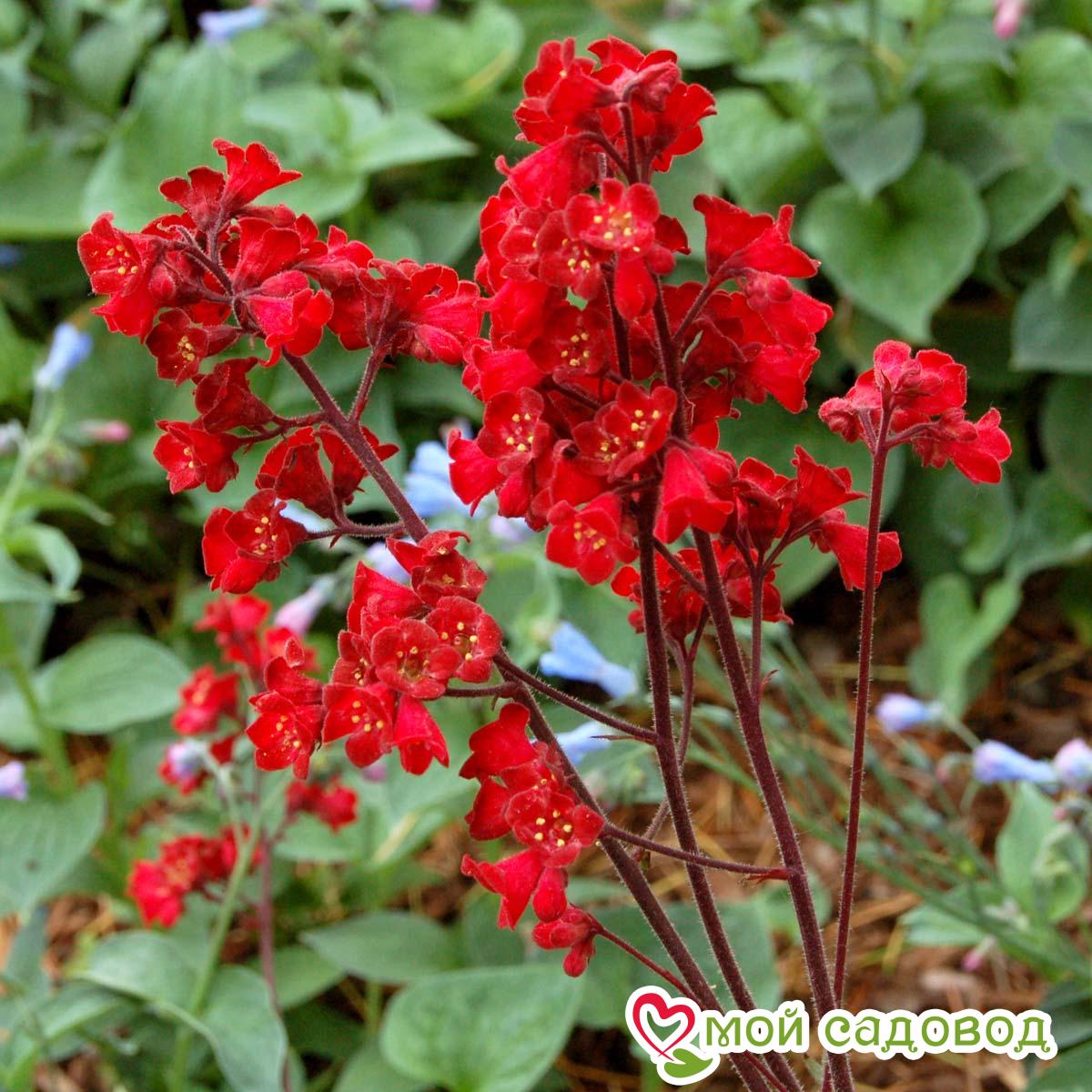 Гейхера кроваво-красная